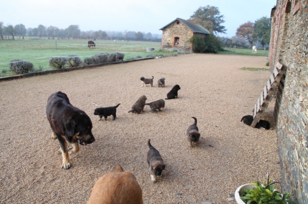 chiots de 32 jours
litter/camada :Manchas de Los Piscardos X Drenko de Filandon
DN: 22 / 10/ 2011
Chrystelle Quemener
http://labandeagro.webnode.fr
Keywords: la bande Ã  gro kromagnon Manchas Drenko