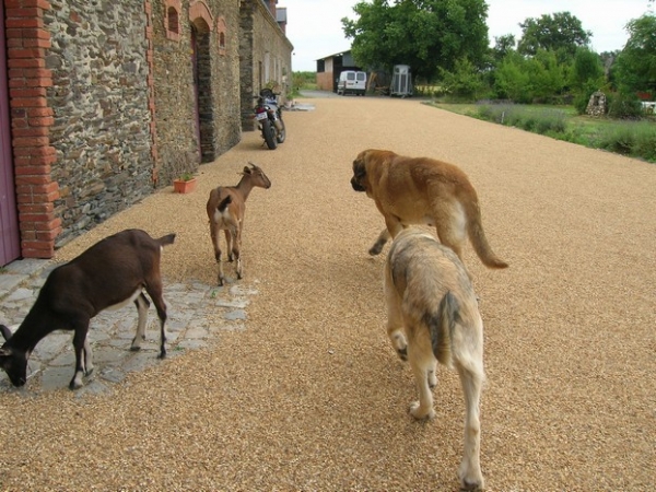 trek with goats ?
Kromagnon et camelia with Nubie and devinette (goats 4months)
Keywords: kromagnon camelia