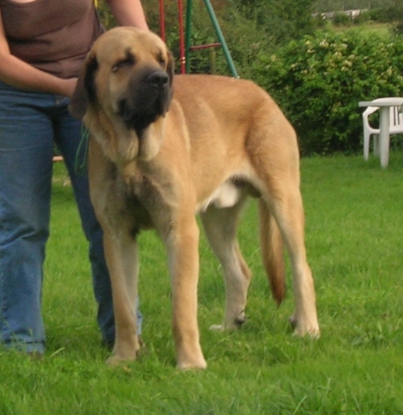 Kromanon 12.5 month

(Basil Mastifland X Deborah Tornado Erben)
Keywords: kromagnon