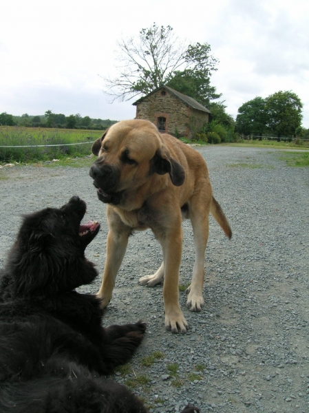 Kromagnon Tornado erben
Kromagnon with friend sokode

(Basil Mastifland X Deborah Tornado Erben)
Keywords: kromagnon