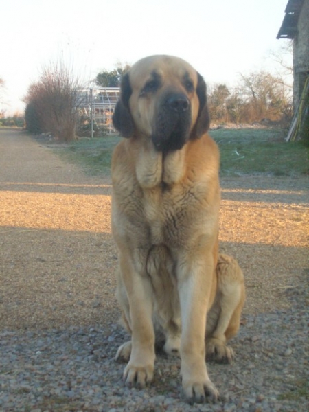 Kromagnon Tornado Erben 30 months
born : 28.06.2006
father : Basil Mastifland
mother: Deborah Tornado Erben
Keywords: Kromagnon Camelia