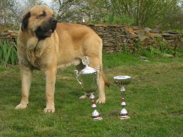 international show Angers (F) 29 mars 2009
Kromagnon Tornado Erben 
2.5 years
1 EXC CACS CACIB BOB  
1st of group 2 
Keywords: Kromagnon Camelia 2009