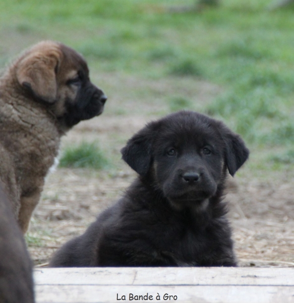 Tchoupi de la Bande à Gro
CH E Onega de Campollano (Milo) X CH F ,CH B Camelia
6 weeks
Keywords: kromagnon onega camelia