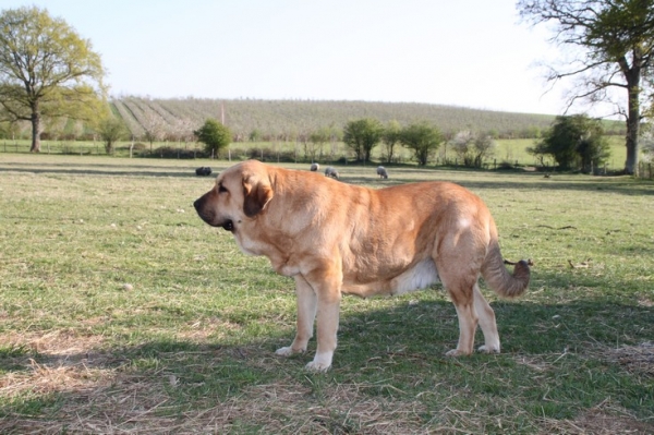 Manchas de Los Piscardos
( Daman X Alma)
2.5 years
Keywords: kromagnon Manchas Drenko Camelia