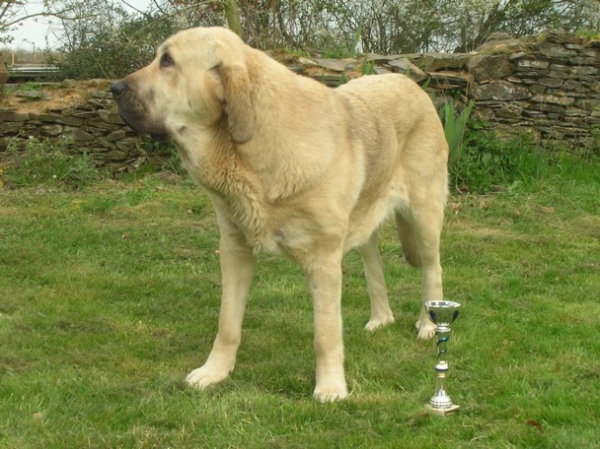 international show Angers (F) 29 mars 2009
Camelia 18 months
intermediate class female
1exc
Keywords: Kromagnon Camelia 2009