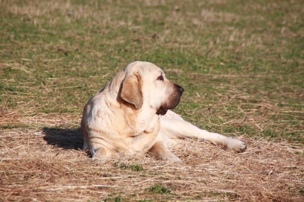 Camélia
(Algarrobo X Vaguera du chemin des puits tournants)
4.5 years
Keywords: kromagnon Manchas Drenko Camelia