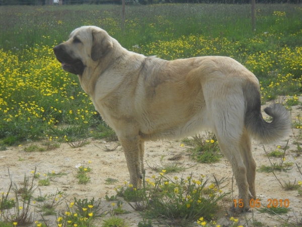 Camelia 32 months
http://bandeagro.chiens-de-france.com/
Keywords: Kromagnon Camelia erodes manchas