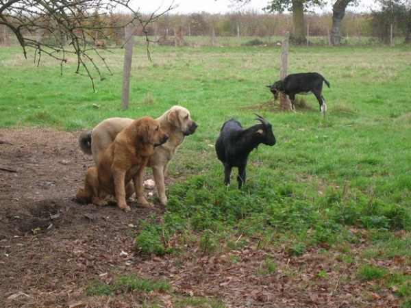 Erodes et Camelia
two dogs to keep part of bread ....against goats
Keywords: kromagnon