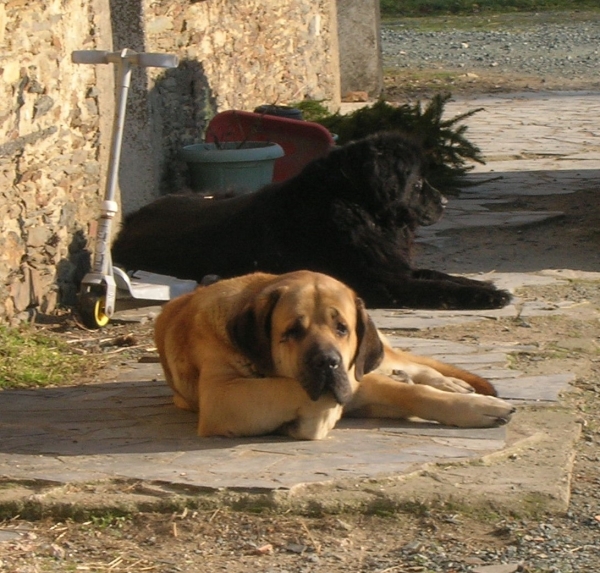 cold day but sunny
Kromagnon et sokodé
siesta !

(Basil Mastifland X Deborah Tornado Erben)
Keywords: pet kromagnon