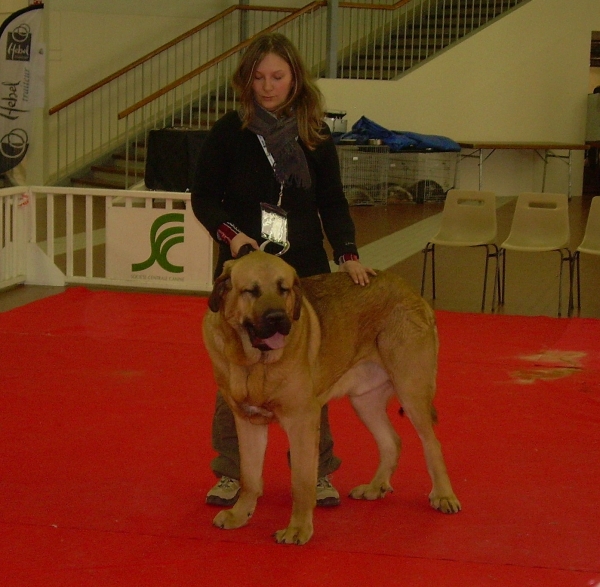 international show Angers (F) 29 mars 2009
Diwan 18 months
intermediate class male
1exc RCACS RCACIB
Keywords: Kromagnon Camelia 2009