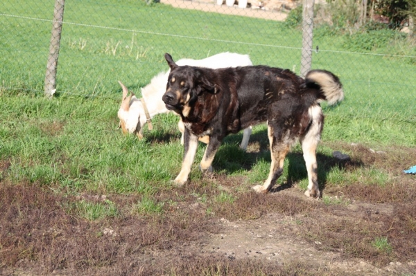 Drenko de Filandon 3ans
Duquesa X Ringo de Reciecho
Keywords: kromagnon la Bande Ã  Gro