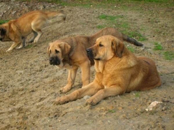 Manchas de Los Piscardos and her friend Erodes Picu Xiana
Keywords: Kromagnon Camelia erodes manchas