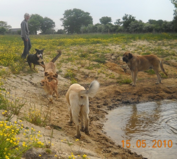 http://bandeagro.chiens-de-france.com/
Keywords: Kromagnon Camelia erodes manchas