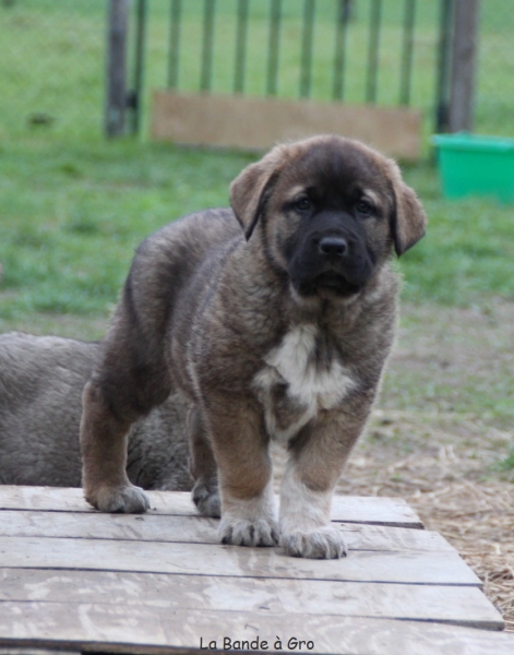 female 6 weeks
CH E Onega de Campollano (Milo) X CH F ,CH B Camelia
Keywords: kromagnon Onega Camelia