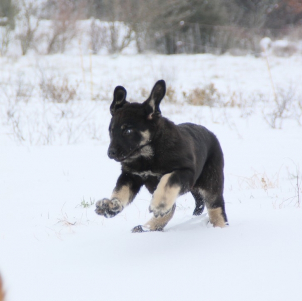 enjoy snow sport !
Galack de  La Bande à Gro
dn :11.11.2011
Camelia X Kimbo
Keywords: kromagnon La Bande Ã  Gro