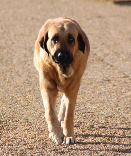 Goodie 2ans
Manchas de Los Piscardos X Drenko de Filandon
Keywords: kromagnon la Bande Ã  Gro goodie