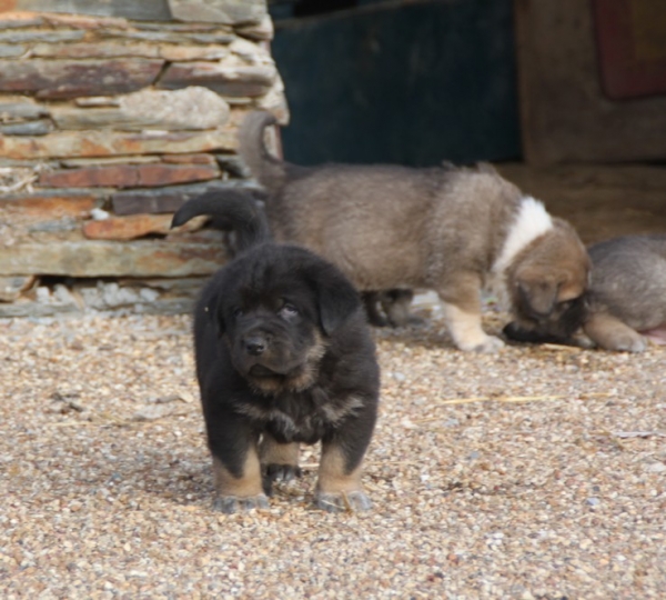 Mâle noir et feu
litter/camada :Manchas de Los Piscardos X Drenko de Filandon
Chrystelle Quemener
http://labandeagro.webnode.fr
Keywords: kromagnon la bande Ã  gro Manchas Drenko