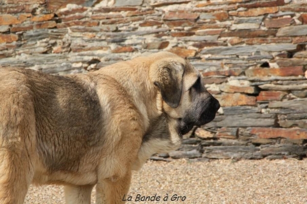 Hulahop de la Bande a Gro 
Manchas de los Piscardos  X Drenko de Filandon
DN : 28 novembre 2012
Keywords: Manchas de los piscardos drenko de filandon