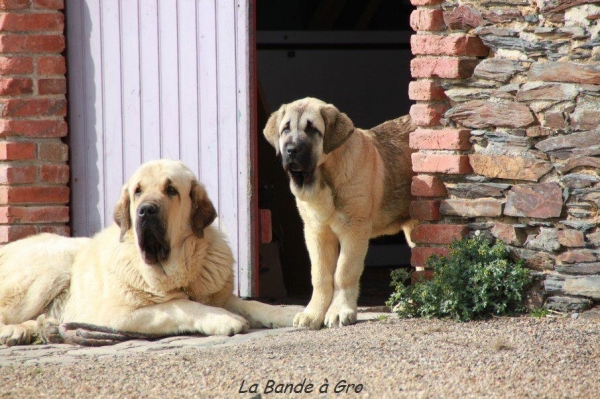 Guizmo et Hulahop
Brother and sister
Manchas de los Piscardos X Drenko de Filandon

22 octobre 2011 and 28 novembre 2012 
Keywords: kromagnon Manchas Drenko