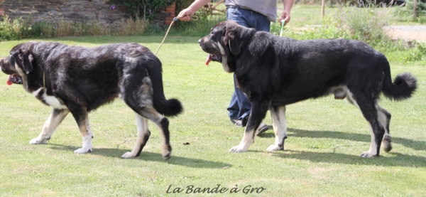 Ivan de la Bande à Gro et Galack de la Bande à Gro
Ivan (Camélia X Onega de Campollano) 15 mois
Galack (Camélia X Kimbo) 2 ans 1/2
Keywords: kromagnon la Bande Ã  Gro Galack Ivan