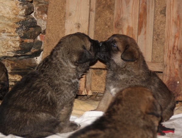 cachorros de Manchas y Drenko 2012
Manchas and Drenko's puppies  2012

Keywords: kromagnon manchas drenko