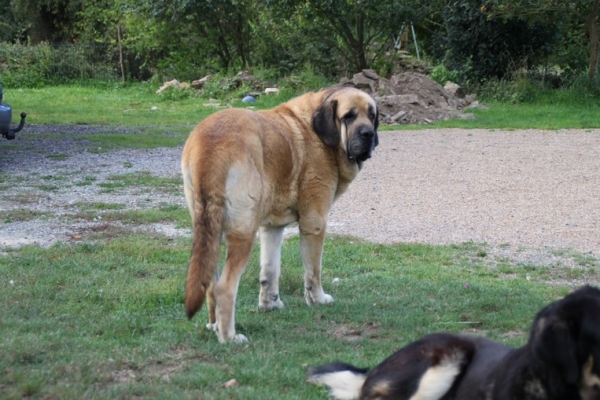 Kromagnon tornado Erben 5 ans
Keywords: kromagnon camelia manchas drenko