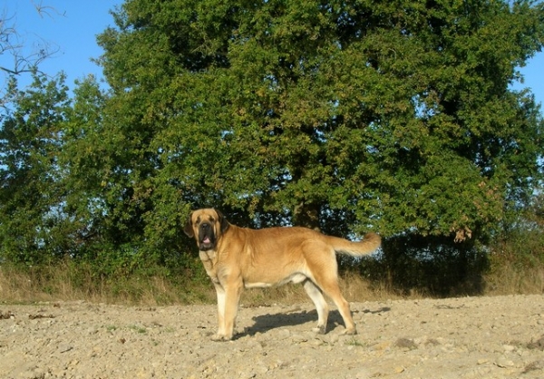 Kromagnon Tornado Erben ( Basil Mastifland X Deborah Tornado Erben)
Keywords: Kromagnon Camelia erodes manchas