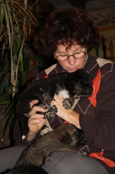 cachorros de La Bande à Gro 3 semanas
Manchas de Los Piscardos X Drenko de Filandon 

Chrystelle Quemener
http://labandeagro.webnode.fr

FRANCE
Keywords: kromagnon manchas,drenko, la bande Ã  Gro