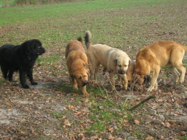 La Bande à Gro
How many dogs do you see ? 
Keywords: Kromagnon Camelia Erodes Manchas