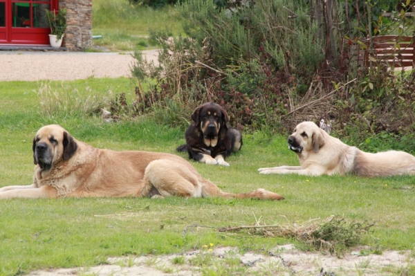 3 males
Kromagnon, Drennko and Guizmo
Keywords: la bande Ã  Gro kromagnon Drenko Guizmo