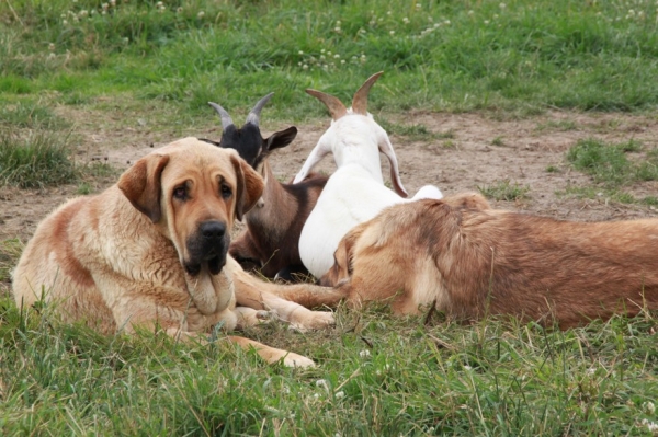 Manchas de Los Piscardos  and Goodie de La Bande à Gro , her daughter .
Manchas y Goodie , su hija  con las cabras
Keywords: machas, Goodie, la Bande Ã  Gro