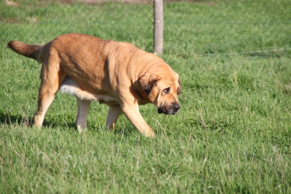 Manchas de Los Piscardos 4 ans
Alma de Los Piscardos X Daman
Anahtar kelimeler: kromagnon la Bande Ã  Gro Manchas Alma Daman