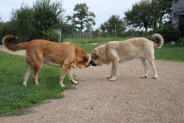 Manchas et Camelia
Keywords: kromagnon camelia manchas drenko