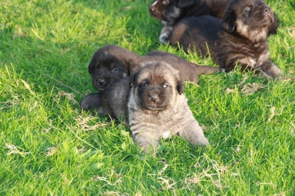 Manchas X Drenko's puppies / cachorros de Manchas y Drenko con 3 semanas
Keywords: manchas de Los Piscardos, Drenko de Filandon ,