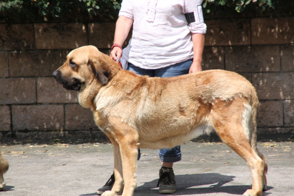 Villablino, León, 2nd august 2014
open female/abierta hembra
Goodie de la Bande à Gro
Keywords: 2014