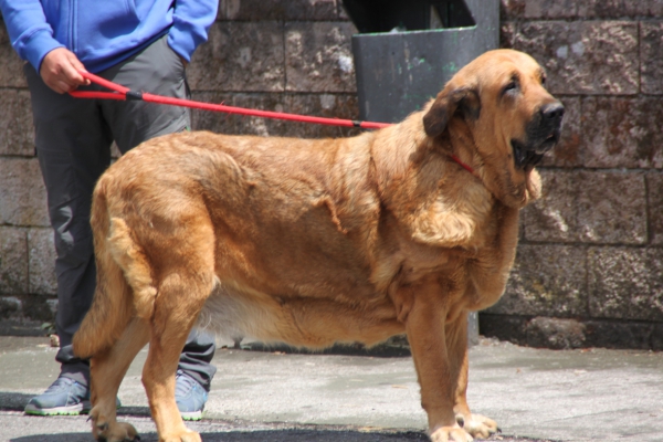 Villablino, León, 2nd august 2014
Open female / abierta hembra
Keywords: 2014