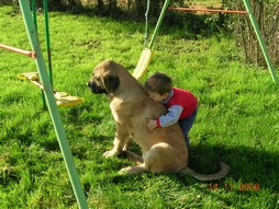 calin de samuel à son copain Kromagnon
(Basil Mastifland X Deborah Tornado Erben)
Keywords: kromagnon