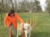 Filename=2009_fev_22_agility_camelia_slalom.jpg
Filesize=107KiB
Dimensions=555x416
Date added=%767 %24, %2009 2009_fev_22_agility_camelia_slalom.jpg