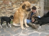 Filename=2009_mars_chiens_+_biquets__(14).JPG
Filesize=145KiB
Dimensions=622x467
Date added=%914 %13, %2009 2009_mars_chiens_+_biquets__(14).JPG