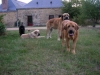 Filename=5_chiens_6_10_2009.jpg
Filesize=125KiB
Dimensions=622x467
Date added=%877 %06, %2009 5_chiens_6_10_2009.jpg