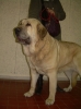 Filename=Athena_du_domaine_de_runneval.JPG
Filesize=96KiB
Dimensions=437x583
Date added=%905 %30, %2009 Athena_du_domaine_de_runneval.JPG
