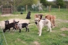 Filename=CHEVREAUX_ET_CHIOTS_2012_12.jpg
Filesize=175KiB
Dimensions=735x490
Date added=%624 %15, %2012 CHEVREAUX_ET_CHIOTS_2012_12.jpg