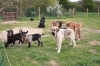 CHEVREAUX_ET_CHIOTS_2012_12.jpg