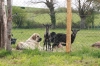 CHEVREAUX_ET_CHIOTS_2012_3.jpg