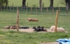 CHEVREAUX_ET_CHIOTS_2012_5.jpg