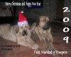 Filename=Camélia_noel_009_ANGLAIS_ESPAGNOL.jpg
Filesize=112KiB
Dimensions=666x533
Date added=%639 %19, %2008 Camélia_noel_009_ANGLAIS_ESPAGNOL.jpg