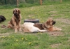 Filename=Goodie_Came_Garrioche.jpg
Filesize=178KiB
Dimensions=716x504
Date added=%624 %15, %2012 Goodie_Came_Garrioche.jpg