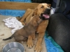 Filename=Manchas_Erodes_retour.JPG
Filesize=107KiB
Dimensions=622x467
Date added=%908 %18, %2009 Manchas_Erodes_retour.JPG