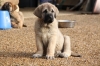 Filename=Soquet_9_semaines_S.jpg
Filesize=140KiB
Dimensions=733x488
Date added=%473 %02, %2012 Soquet_9_semaines_S.jpg
