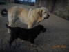 Filename=camelia_Drenko_12_semaines.jpg
Filesize=166KiB
Dimensions=762x572
Date added=%492 %30, %2011 camelia_Drenko_12_semaines.jpg